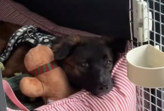Illustration de l'article : Une femme en vacances rencontre un chiot apeur&eacute; dans les rues de Bali et l&rsquo;accueille chez elle 5 mois plus tard (vid&eacute;o)