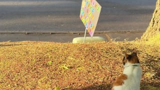 Illustration de l'article : Disparue pendant 18 jours, une chatte est retrouv&eacute;e dans la for&ecirc;t &agrave; 110 km de son domicile