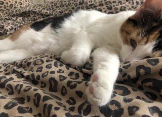 Illustration de l'article : Disparue pendant 18 jours, une chatte est retrouv&eacute;e dans la for&ecirc;t &agrave; 110 km de son domicile