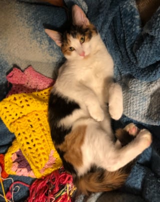 Illustration de l'article : Disparue pendant 18 jours, une chatte est retrouv&eacute;e dans la for&ecirc;t &agrave; 110 km de son domicile