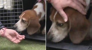 Illustration de l'article : Ces 5 Beagles sauv&eacute;s d'un laboratoire d&eacute;couvrent en famille d'accueil la libert&eacute; et l'amour dont ils &eacute;taient priv&eacute;s (vid&eacute;o)
