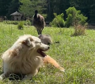 Illustration de l'article : Un Berger Australien tr&egrave;s enthousiaste apprend avec succ&egrave;s &agrave; 2 jeunes &eacute;meus &agrave; se rouler dans l'herbe (vid&eacute;o)
