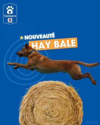 Illustration de l'article : Canidays avec Hill&rsquo;s, zoom sur le programme sportif du week-end des 29, 30 et 31 mai 2026