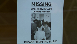 Illustration de l'article : Coinc&eacute;e 48 heures au 13e &eacute;tage, une chienne est sauv&eacute;e par les pompiers sous les applaudissements de la foule stress&eacute;e