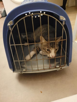 Illustration de l'article : Un jeune chat jet&eacute; vivant dans une poubelle &agrave; Tours sauv&eacute; in extremis par des passants et les pompiers