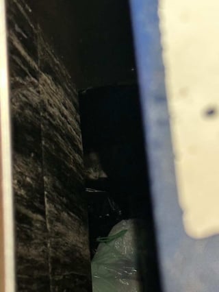 Illustration de l'article : Un jeune chat jet&eacute; vivant dans une poubelle &agrave; Tours sauv&eacute; in extremis par des passants et les pompiers