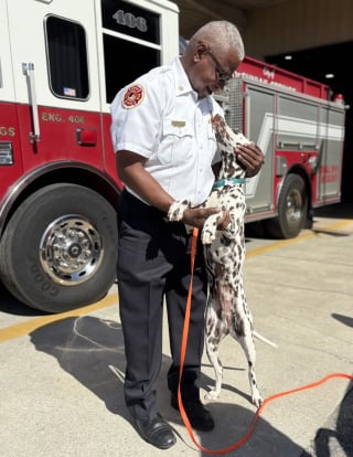 Illustration de l'article : Laiss&eacute; sans foyer apr&egrave;s le d&eacute;part en mission de son ma&icirc;tre, un Dalmatien d&eacute;bute une nouvelle vie au c&oelig;ur d&rsquo;une caserne de pompiers