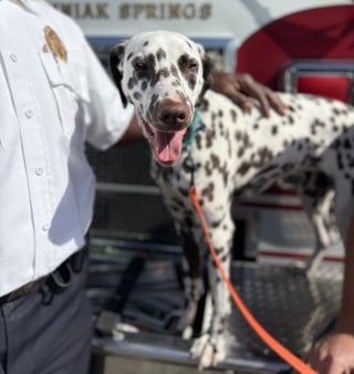 Illustration de l'article : Laiss&eacute; sans foyer apr&egrave;s le d&eacute;part en mission de son ma&icirc;tre, un Dalmatien d&eacute;bute une nouvelle vie au c&oelig;ur d&rsquo;une caserne de pompiers