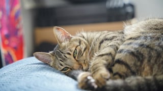 Illustration de l'article : Le ronronnement du chat poss&egrave;derait des vertus curatives sur ses fractures : qu'en dit la science ?