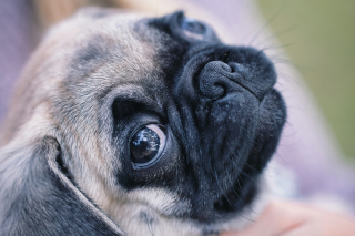 Illustration de l'article : Un chien st&eacute;rilis&eacute; va-t-il forc&eacute;ment grossir ?