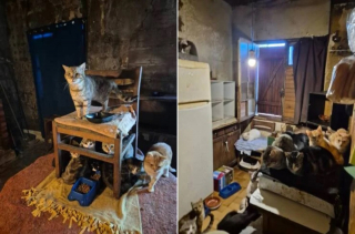Illustration de l'article : Apr&egrave;s l&rsquo;&eacute;vacuation d&rsquo;un pavillon insalubre en Seine-Saint-Denis, une association secourt plus de 50 chats priv&eacute;s de soins et les met &agrave; l&rsquo;abri