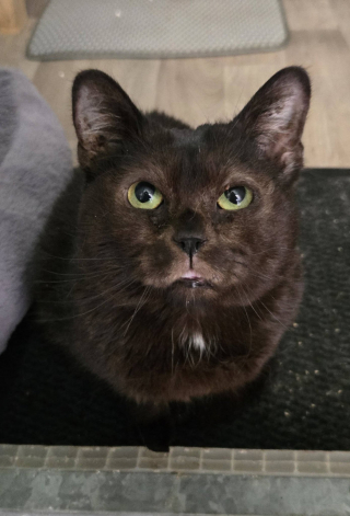 Illustration de l'article : Un chat, retrouv&eacute; les pattes ligot&eacute;es pr&egrave;s d'un tas de croquettes par une promeneuse est pris en charge par une association qui porte plainte