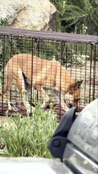 Illustration de l'article : Des b&eacute;n&eacute;voles se faufilent dans une cavit&eacute; &eacute;troite pour sauver une chienne et ses 5 chiots avant un violent orage