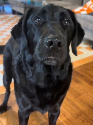 Illustration de l'article : Apr&egrave;s l'impossibilit&eacute; de devenir chien d'assistance, ce Labrador re&ccedil;oit une belle consolation en &eacute;tant adopt&eacute; par sa m&egrave;re d'accueil (vid&eacute;o)