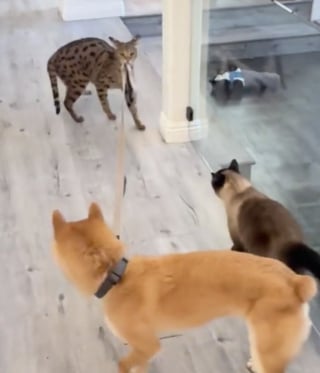 Illustration de l'article : Un chat Savannah se prend pour le propri&eacute;taire d&rsquo;un Shiba Inu et le prom&egrave;ne tranquillement en laisse dans la maison (vid&eacute;o)