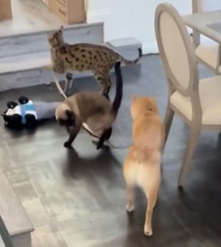 Illustration de l'article : Un chat Savannah se prend pour le propri&eacute;taire d&rsquo;un Shiba Inu et le prom&egrave;ne tranquillement en laisse dans la maison (vid&eacute;o)