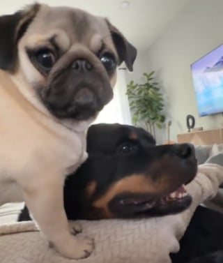 Illustration de l'article : Une toute petite chienne Carlin essaye courageusement de sauver un massif Rottweiler face &agrave; un aspirateur (vid&eacute;o)
