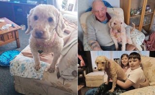 Illustration de l'article : Rescap&eacute;e d'une maison surpeupl&eacute;e o&ugrave; s'entassaient plus de 250 animaux, cette chienne savoure sa nouvelle vie apr&egrave;s une adoption &eacute;clair