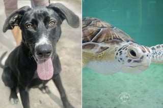 Illustration de l'article : Apr&egrave;s avoir connu la vie en refuge, cette chienne aide les scientifiques &agrave; prot&eacute;ger les jeunes tortues marines (vid&eacute;o)