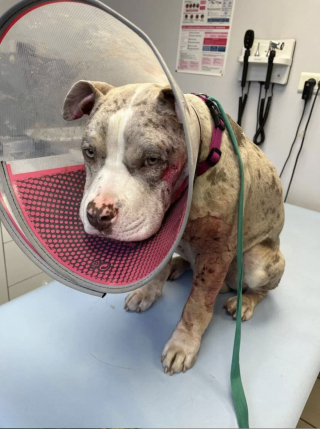 Illustration de l'article : Attaqu&eacute; par le m&acirc;le reproducteur d'un &eacute;levage clandestin vendant ses chiens 1000 &euro; sur Leboncoin, ce chiot cherche une famille d'accueil