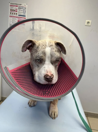 Illustration de l'article : Attaqu&eacute; par le m&acirc;le reproducteur d'un &eacute;levage clandestin vendant ses chiens 1000 &euro; sur Leboncoin, ce chiot cherche une famille d'accueil