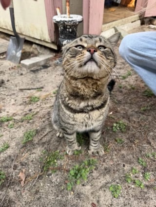 Illustration de l'article : Partis sauver une chatte et sa port&eacute;e, les sauveteurs rencontrent un chat affectueux en qu&ecirc;te d&rsquo;un foyer et d&eacute;cident de l&rsquo;aider