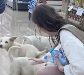 Illustration de l'article : Abandonn&eacute;s dans une &eacute;picerie, 3 chiots attirent l'attention d'un inconnu qui choisit de les sauver (vid&eacute;o)