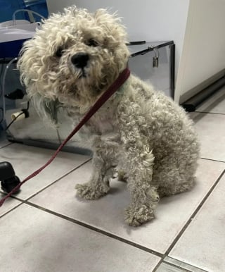 Illustration de l'article : Pendant 7 jours un chien s'&eacute;tant &eacute;chapp&eacute; d&rsquo;un refuge survit seul avant d&rsquo;&ecirc;tre captur&eacute;, soign&eacute; et propos&eacute; &agrave; l&rsquo;adoption