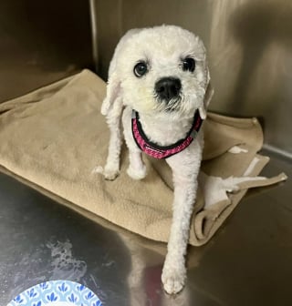 Illustration de l'article : Pendant 7 jours un chien s'&eacute;tant &eacute;chapp&eacute; d&rsquo;un refuge survit seul avant d&rsquo;&ecirc;tre captur&eacute;, soign&eacute; et propos&eacute; &agrave; l&rsquo;adoption