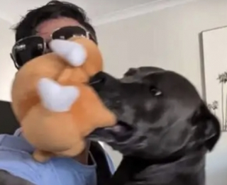 Illustration de l'article : D&egrave;s que son propri&eacute;taire rentre du travail, ce Staffordshire Bull Terrier lui apporte sa peluche pr&eacute;f&eacute;r&eacute;e et s'endort contre lui (vid&eacute;o)