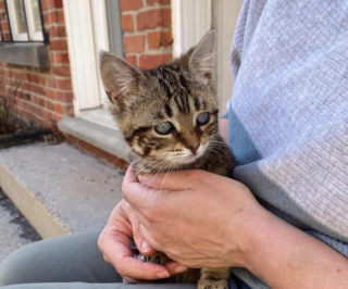 Illustration de l'article : Retrouv&eacute;e aux c&ocirc;t&eacute;s de 30 f&eacute;lins, cette chatte malvoyante touch&eacute;e par des probl&egrave;mes pulmonaires et de croissance attend sa future famille