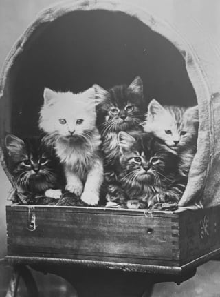 Illustration de l'article : 18 photos anciennes qui prouvent que notre amour des chats traverse le temps