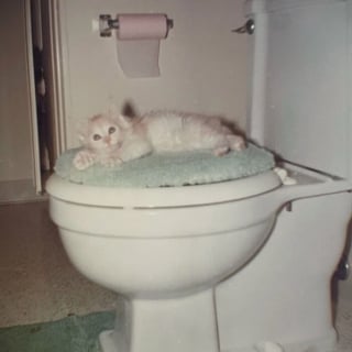 Illustration de l'article : 18 photos anciennes qui prouvent que notre amour des chats traverse le temps