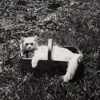 Illustration de l'article : 18 photos anciennes qui prouvent que notre amour des chats traverse le temps