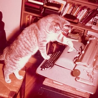 Illustration de l'article : 18 photos anciennes qui prouvent que notre amour des chats traverse le temps