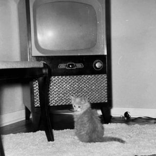 Illustration de l'article : 18 photos anciennes qui prouvent que notre amour des chats traverse le temps