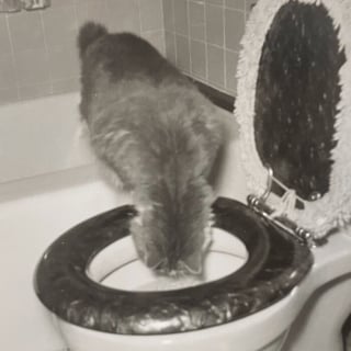 Illustration de l'article : 18 photos anciennes qui prouvent que notre amour des chats traverse le temps