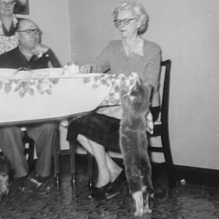 Illustration de l'article : 18 photos anciennes qui prouvent que notre amour des chats traverse le temps