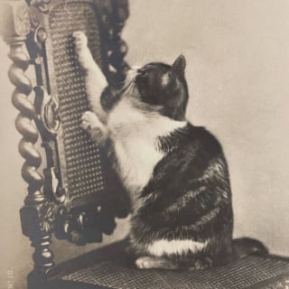 Illustration de l'article : 18 photos anciennes qui prouvent que notre amour des chats traverse le temps