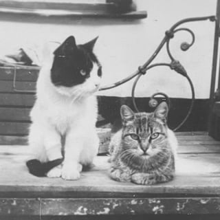 Illustration de l'article : 18 photos anciennes qui prouvent que notre amour des chats traverse le temps