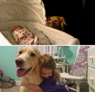 Illustration de l'article : 12 photos avant/apr&egrave;s de chats et chiens qui ont grandi avec leur humain pr&eacute;f&eacute;r&eacute;