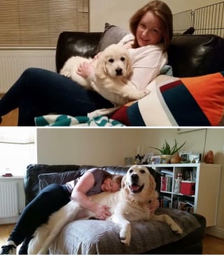 Illustration de l'article : 12 photos avant/apr&egrave;s de chats et chiens qui ont grandi avec leur humain pr&eacute;f&eacute;r&eacute;
