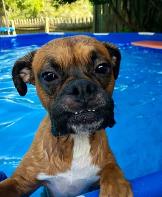 Illustration de l'article : 13 photos de chats et chiens qui profitent des joies de la baignade