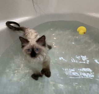 Illustration de l'article : 13 photos de chats et chiens qui profitent des joies de la baignade
