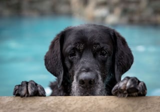 Illustration de l'article : 13 photos de chats et chiens qui profitent des joies de la baignade