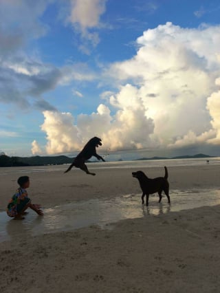 Illustration de l'article : 13 photos de chats et chiens qui profitent des joies de la baignade
