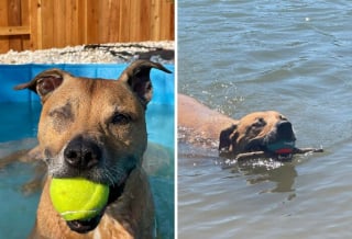 Illustration de l'article : 13 photos de chats et chiens qui profitent des joies de la baignade