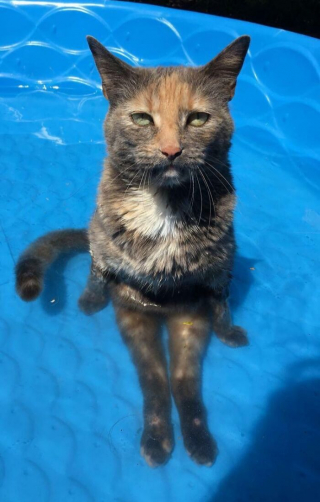 Illustration de l'article : 13 photos de chats et chiens qui profitent des joies de la baignade