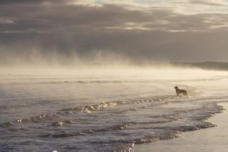 Illustration de l'article : 13 photos de chats et chiens qui profitent des joies de la baignade