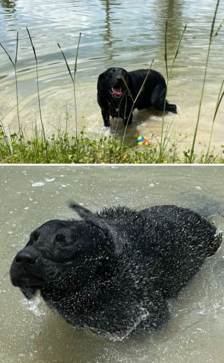 Illustration de l'article : 13 photos de chats et chiens qui profitent des joies de la baignade